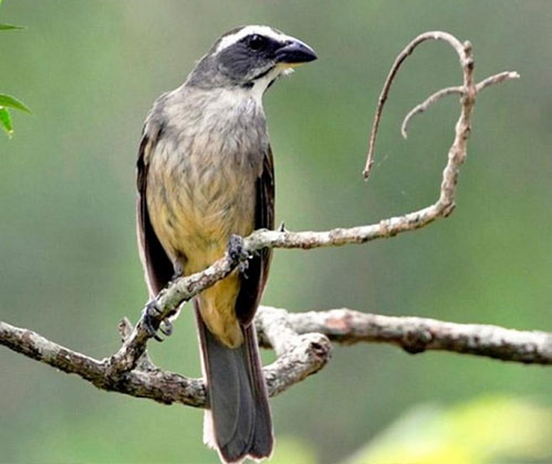 O Trinca-Ferro